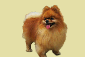 博美狗怎么能看出怀孕